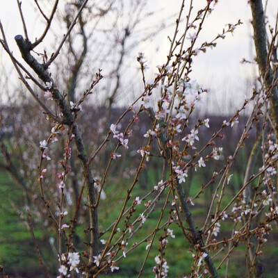 Prunus incisa 'February Pink' (6)